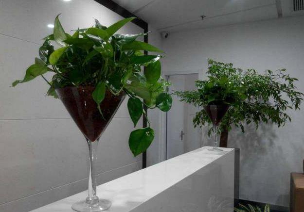 老板辦公司植物