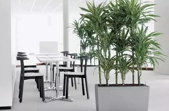 老板辦公司植物